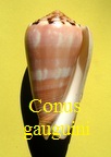 Conus gauguini, Richard & Salvat 1973